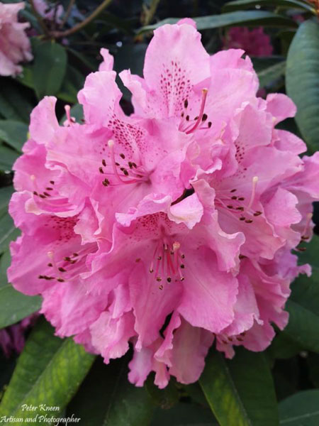 Phone Image of Rhododenrum