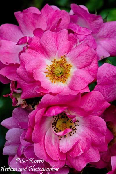 Flowers from our Garden