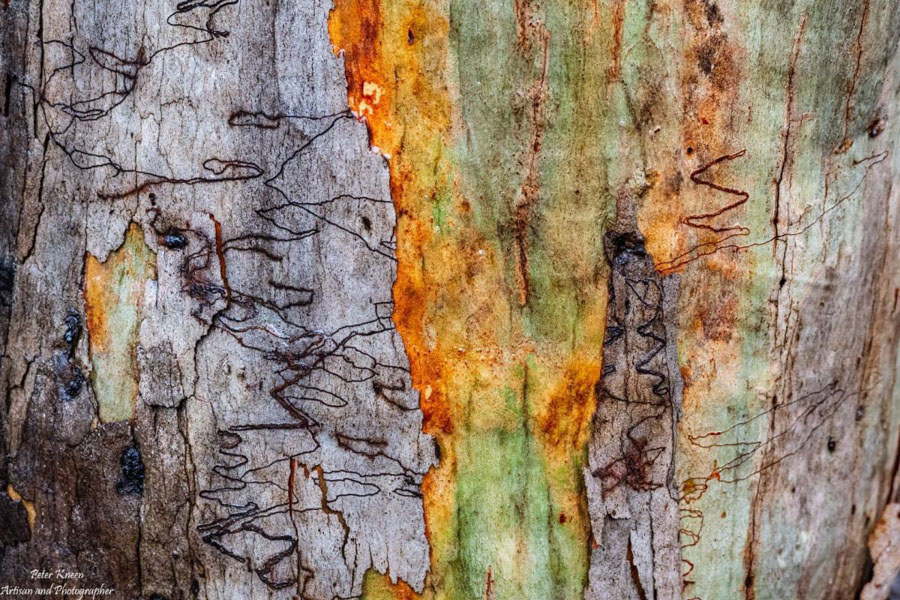 Textures on tree trunks following bushfires