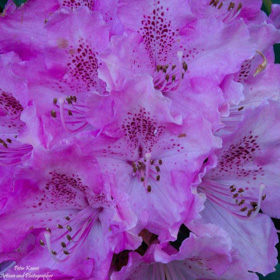 Rhododenrum - 1/100sec, f22, ISO 3200, 450mm equiv,