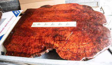 A Large Red Gum Slab/Burl for a Dining Table