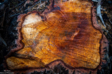 Image of sawn small tree trunk after bushfires - Morton National Park