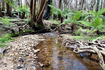 Tree Ferns in the Monga following the fires