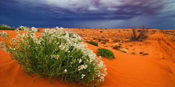 Approaching Storm in the Simpson Desert