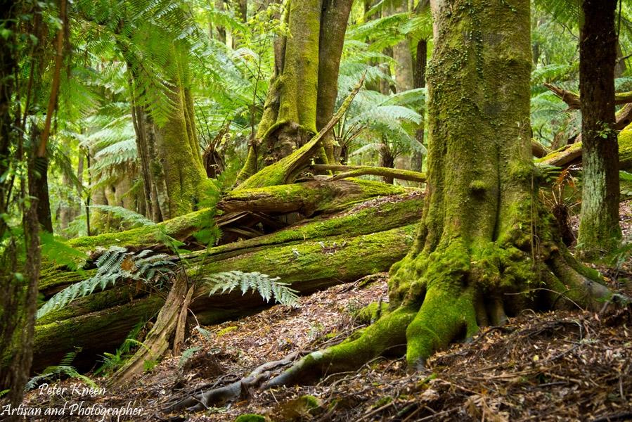 Subtropical Rain Forest Monga NP before 2019 Bushfires