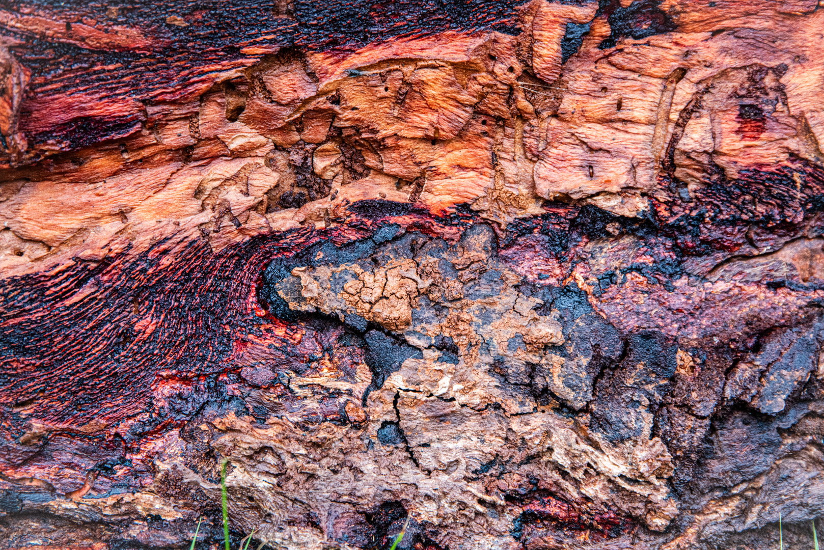 Colourful Eucalyptus Tree Trunk after rain (c) Peter Kneen
