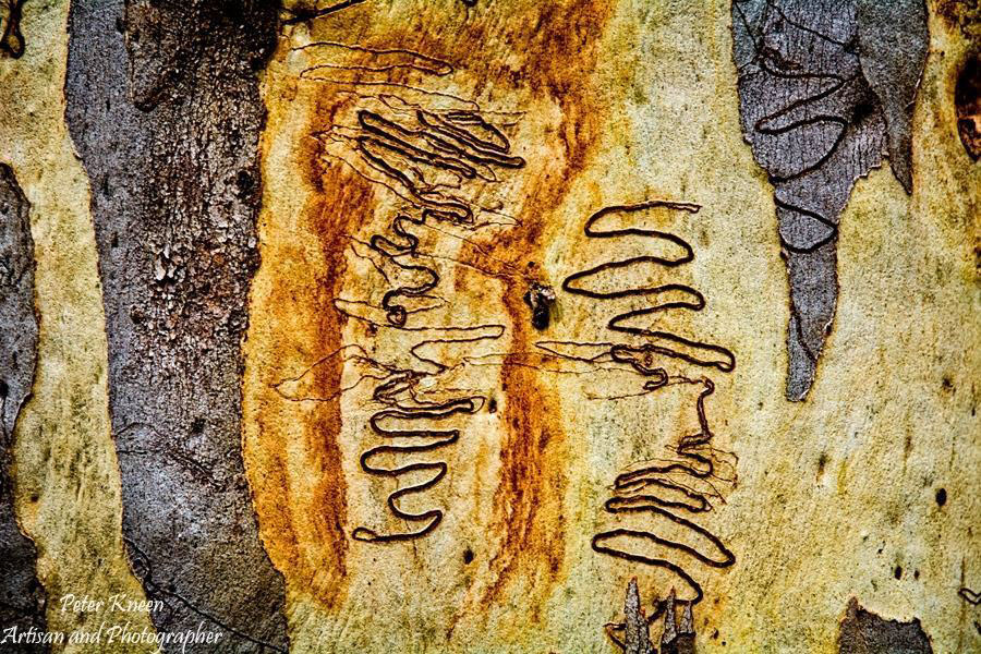 Scribbly Gum Patterns from Lava (c) Peter Kneen