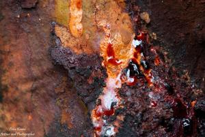 Oozing sap